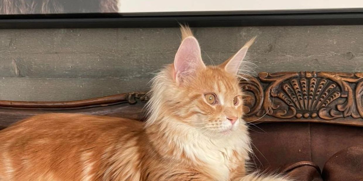 About Maine Coons
